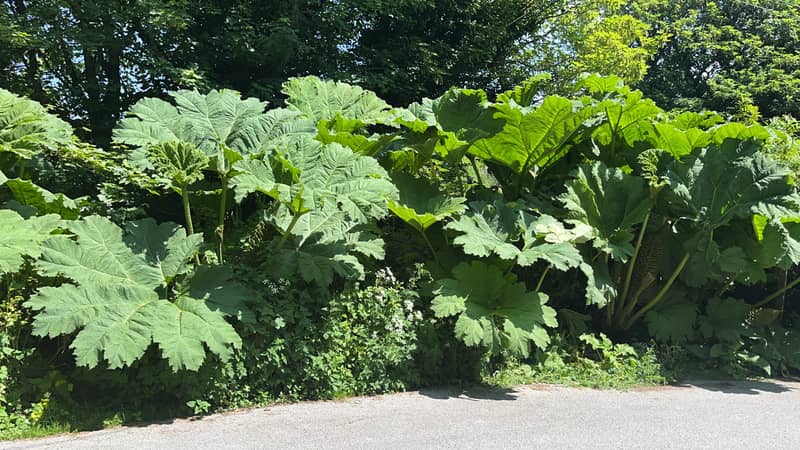 Giant gunnera leaves in a lush Cornish garden valley