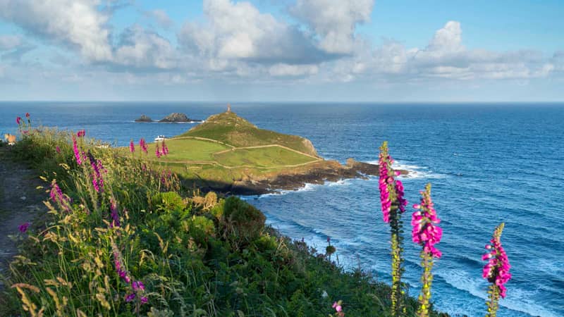 The Cape Cornwall headland with foxgloves in the foreground on the Tin Coast