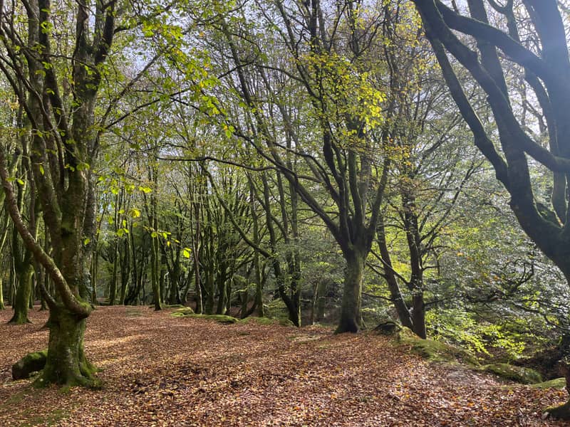 Sunlight through beech trees in a mossy Cornish woodland